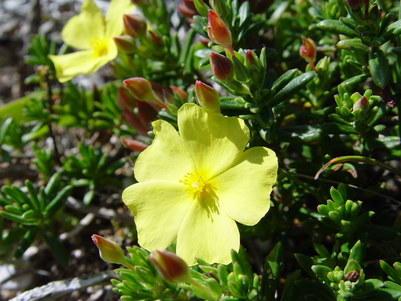 Fumana thymifolia