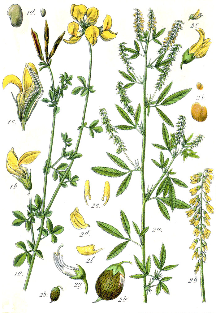 Melilotus brachystachys
