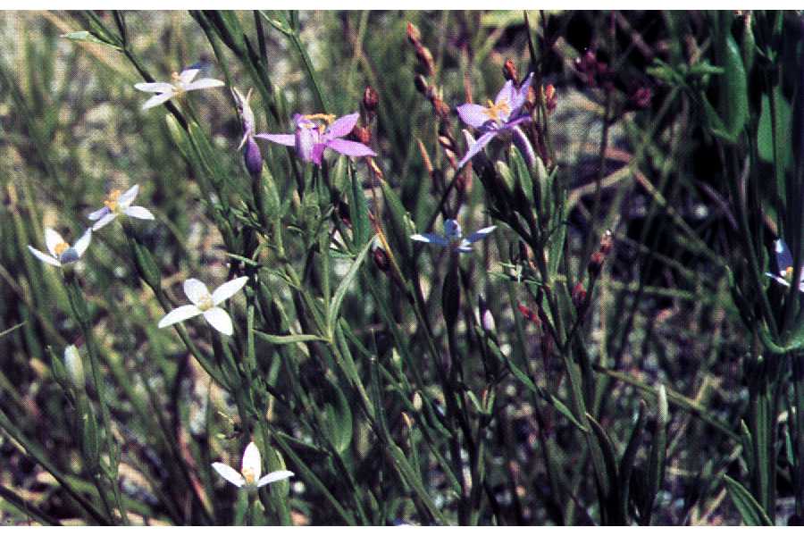 Centaurium exaltatum