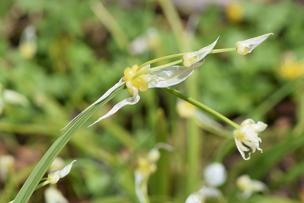 Allium paradoxum