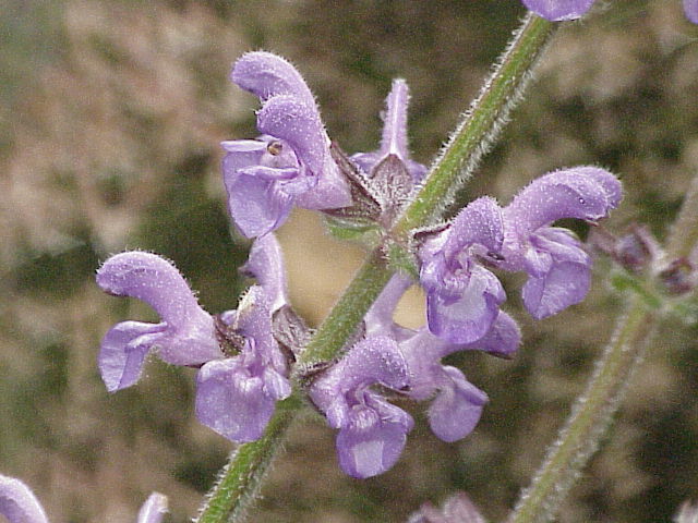 Salvia atropatana