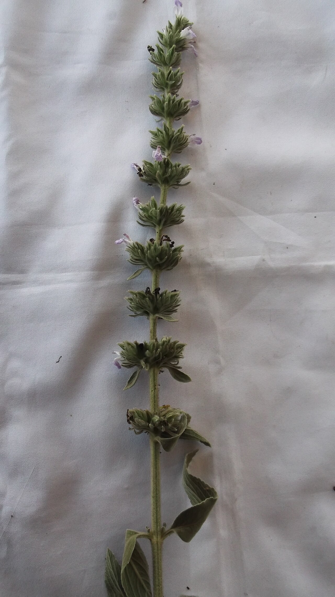 Anisomeles malabarica