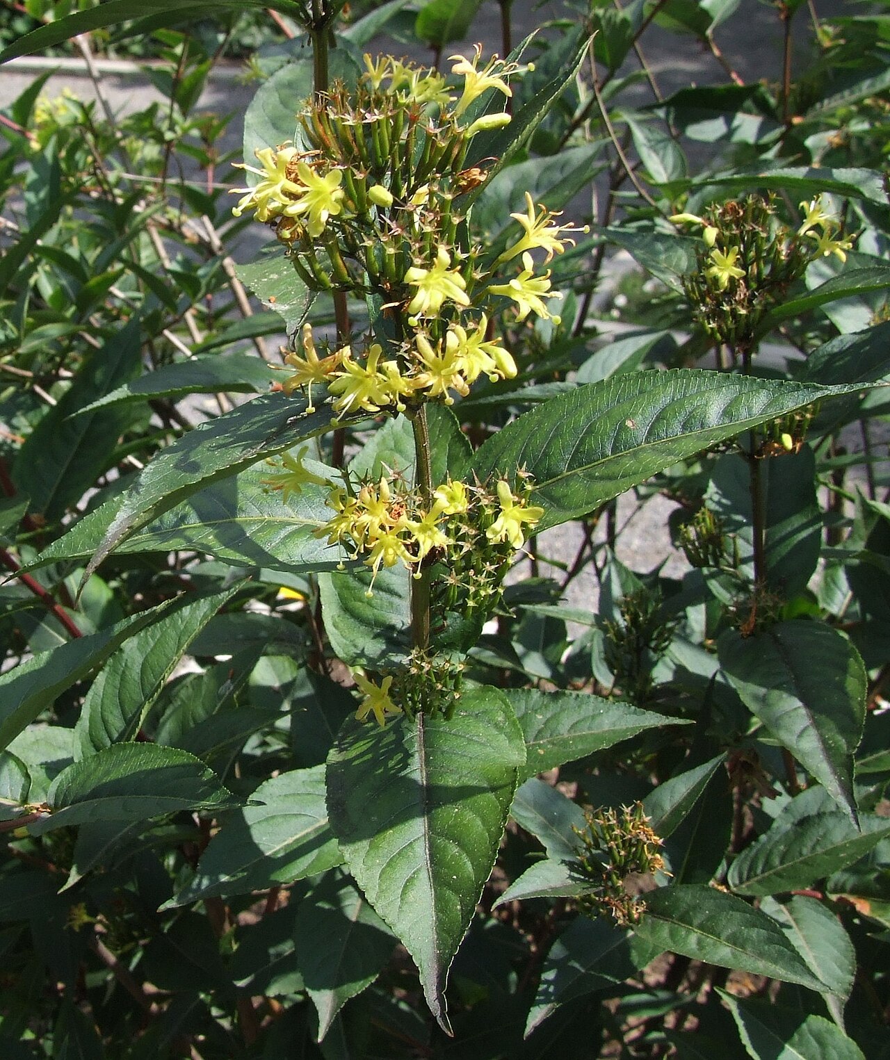 Diervilla rivularis