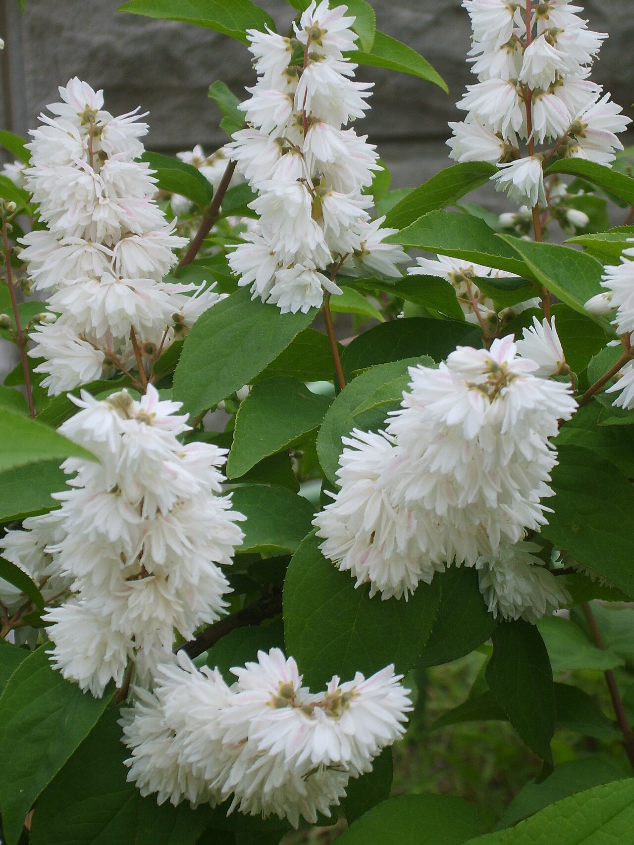 Deutzia crenata