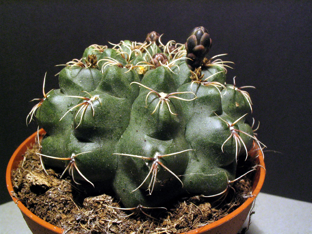Gymnocalycium baldianum
