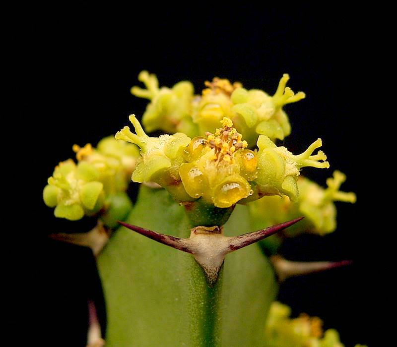 Valleybush euphorbia or large-toothed eu