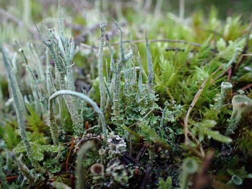 Cladonia glauca