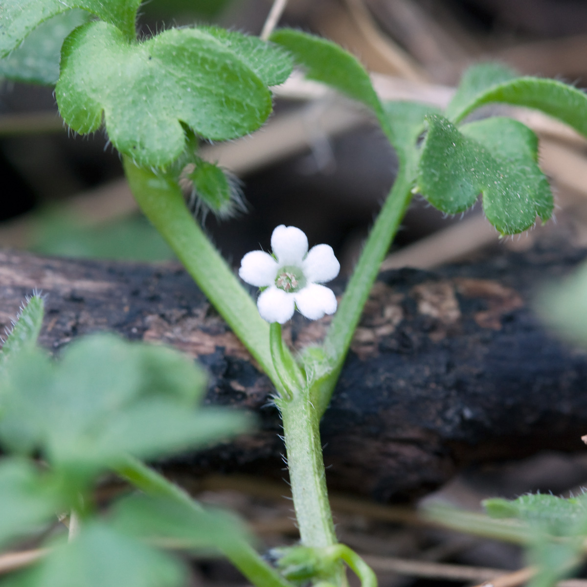Nemophila aphylla