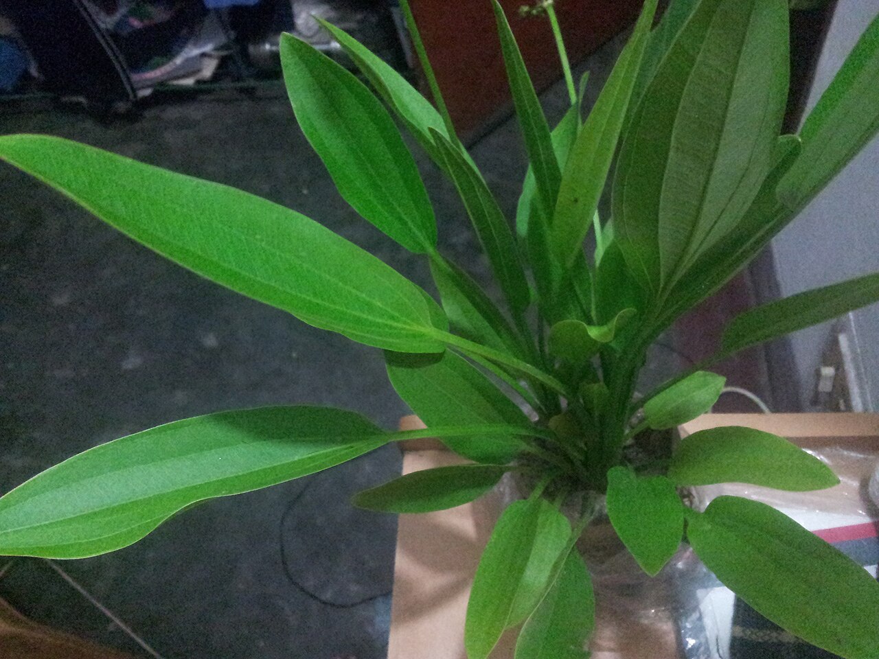 Echinodorus palaefolius