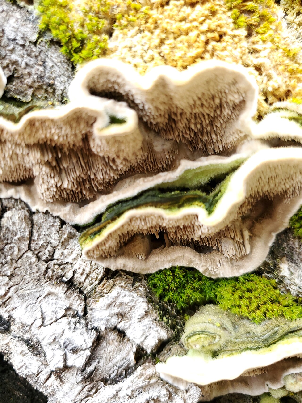 Mossy maze polypore
