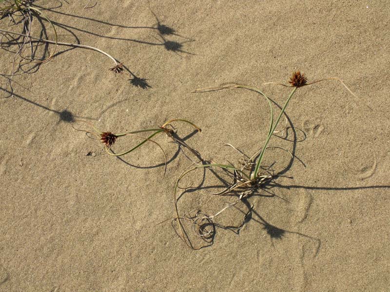 Cyperus capitatus