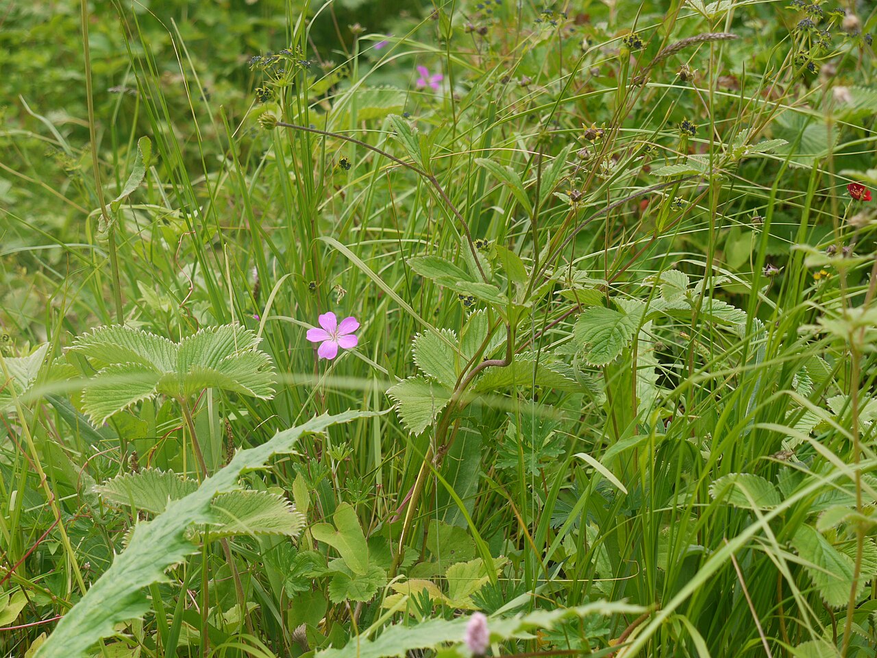 Geranium collinum