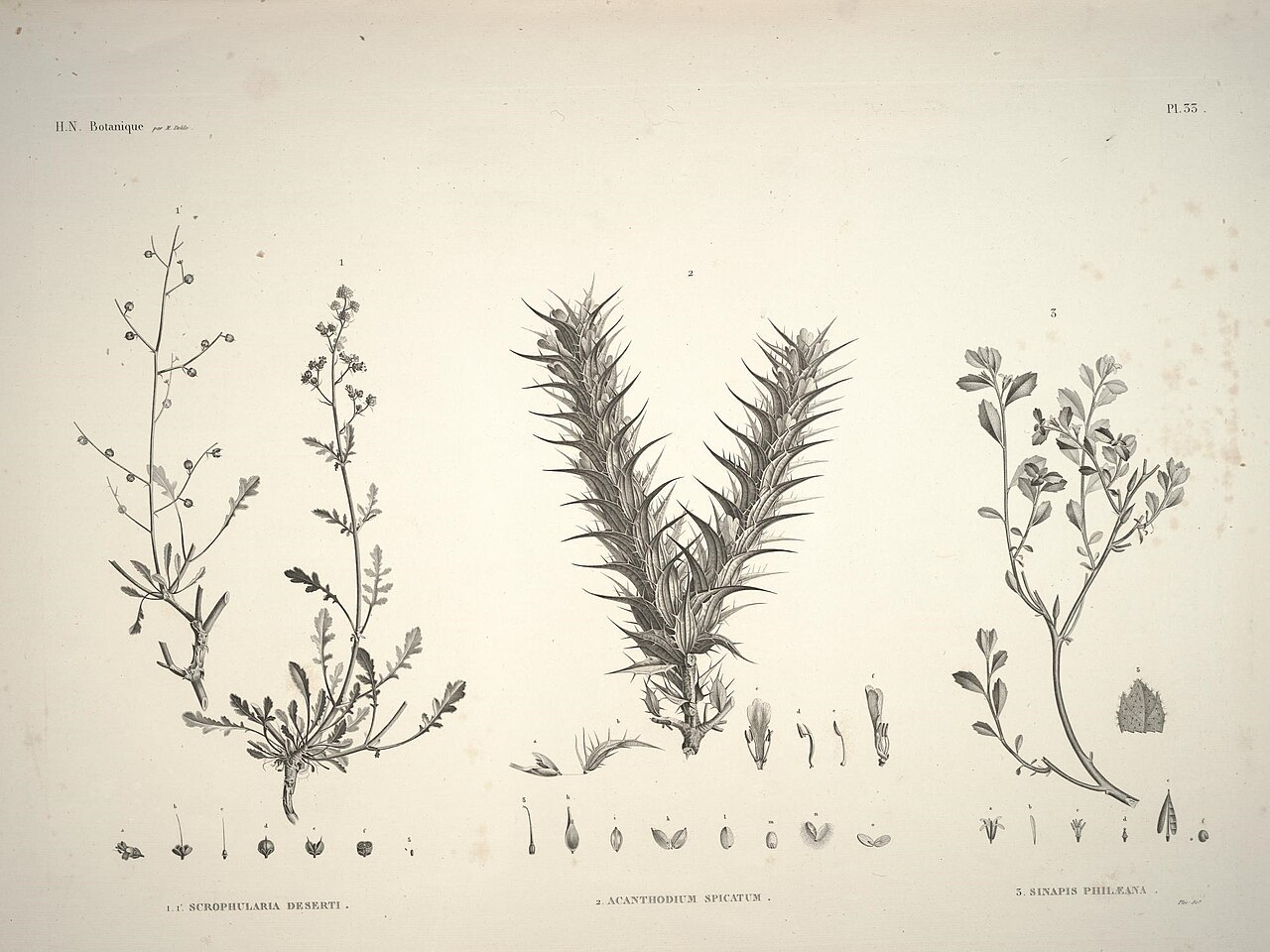Blepharis edulis