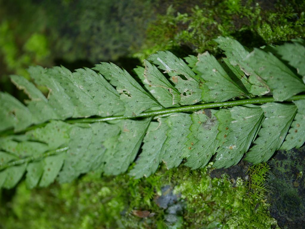 Polystichum hancockii