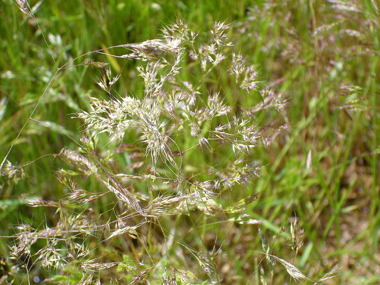 Agrostis nebulosa