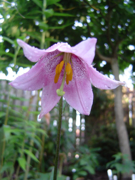 Lilium amoenum