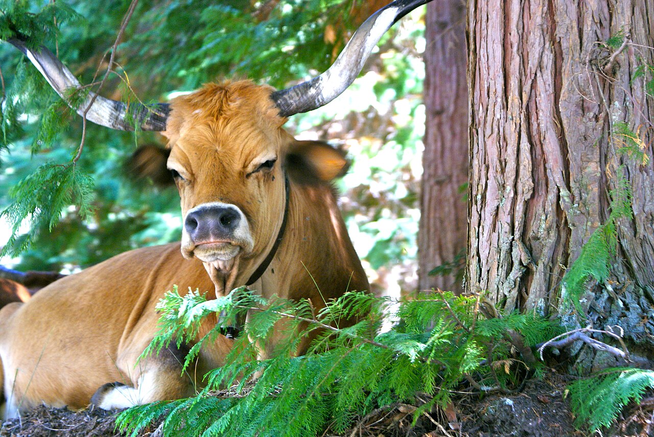 Barrosã Cattle