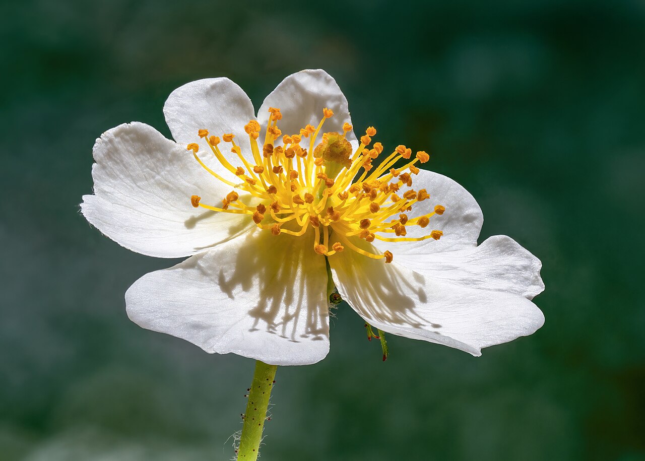 Rosa multiflora