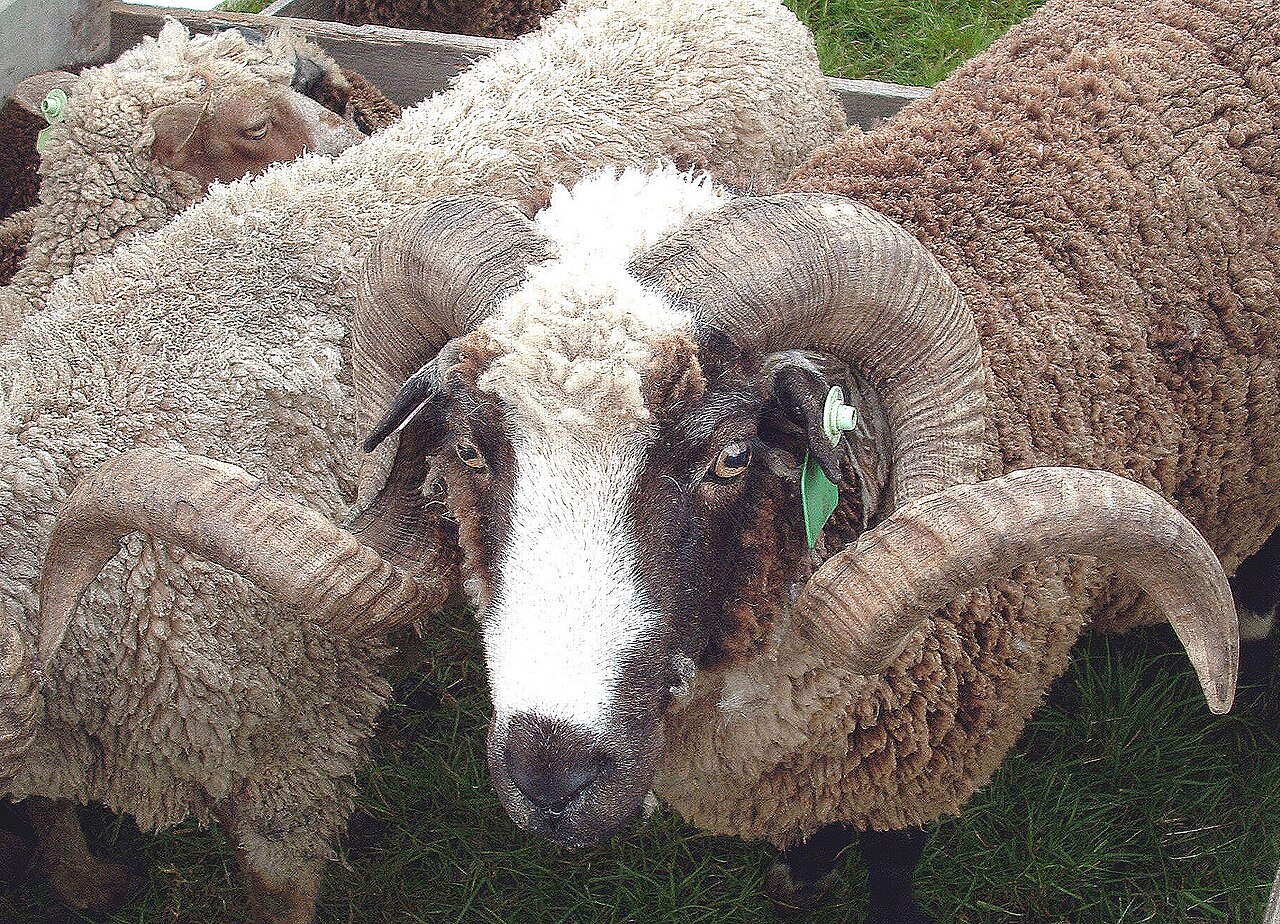 Arapawa Sheep