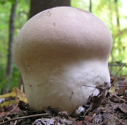 Calvatia bovista