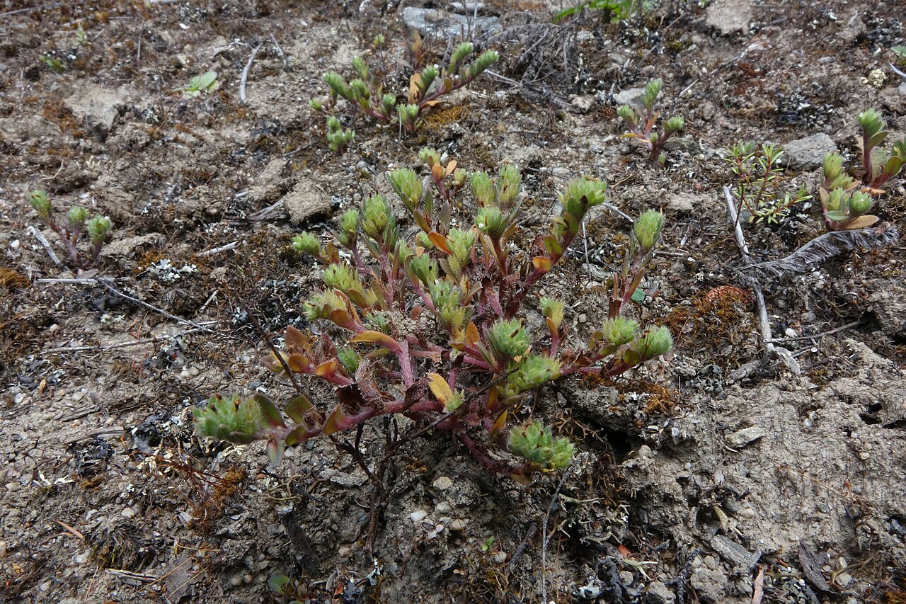 Myosotis hikuwai