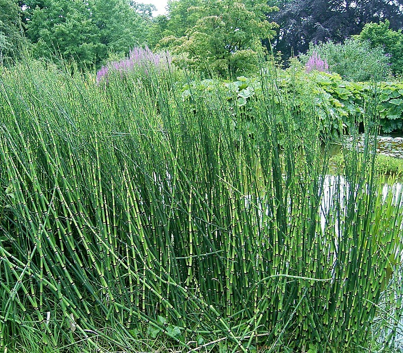 Equisetum giganteum