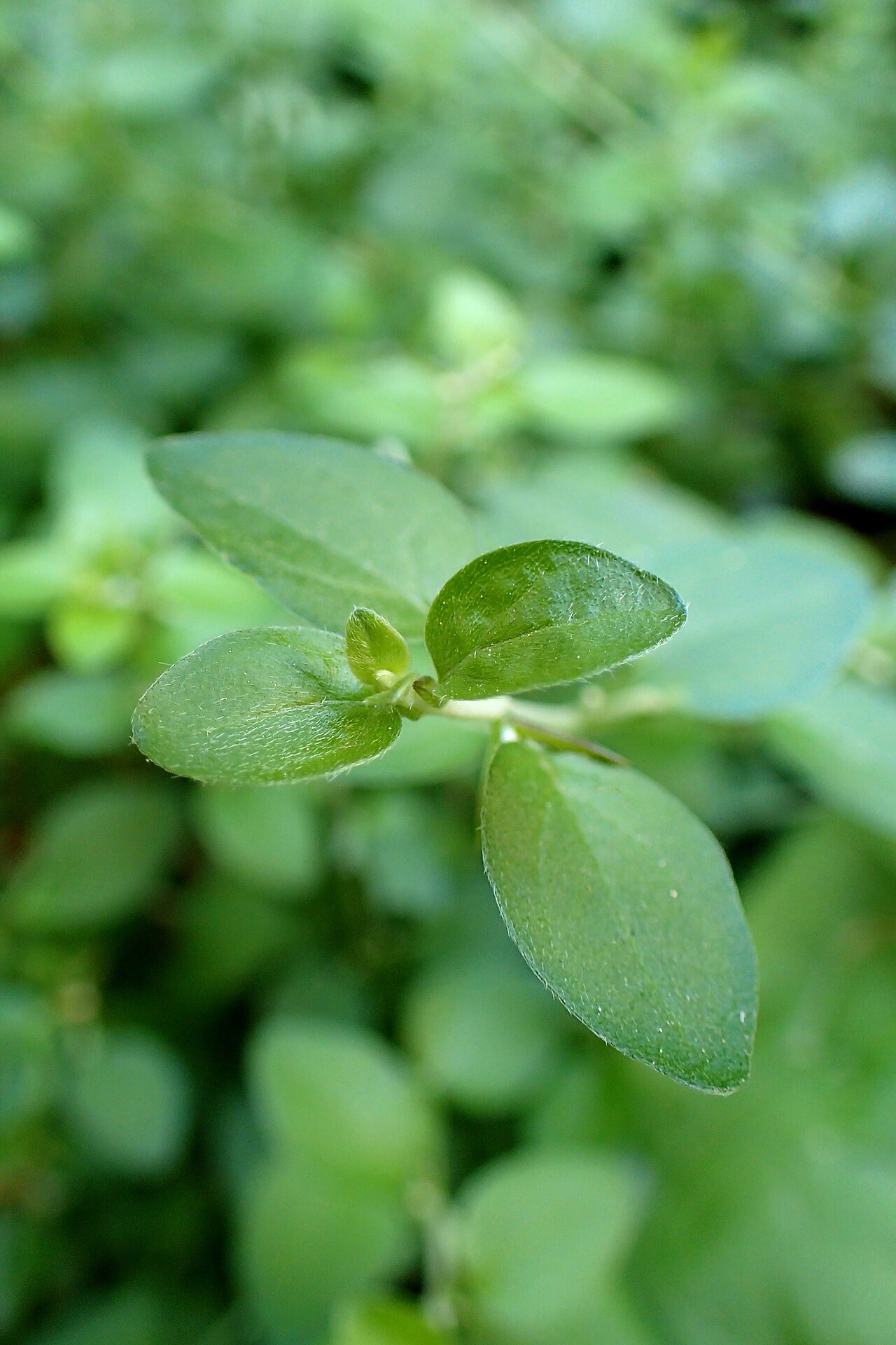 Acanthoprasium integrifolium