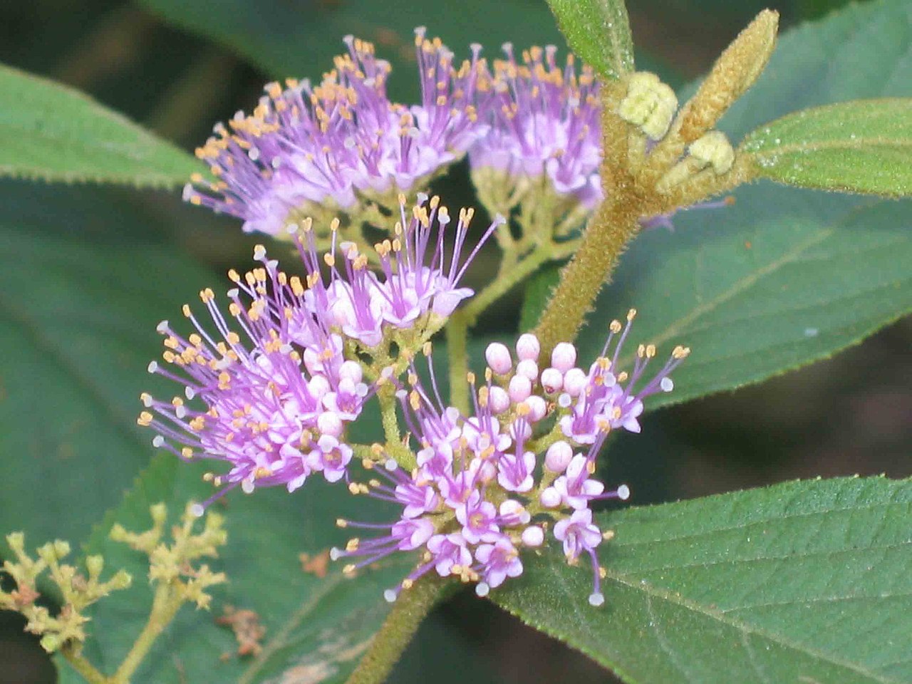 Callicarpa nudiflora