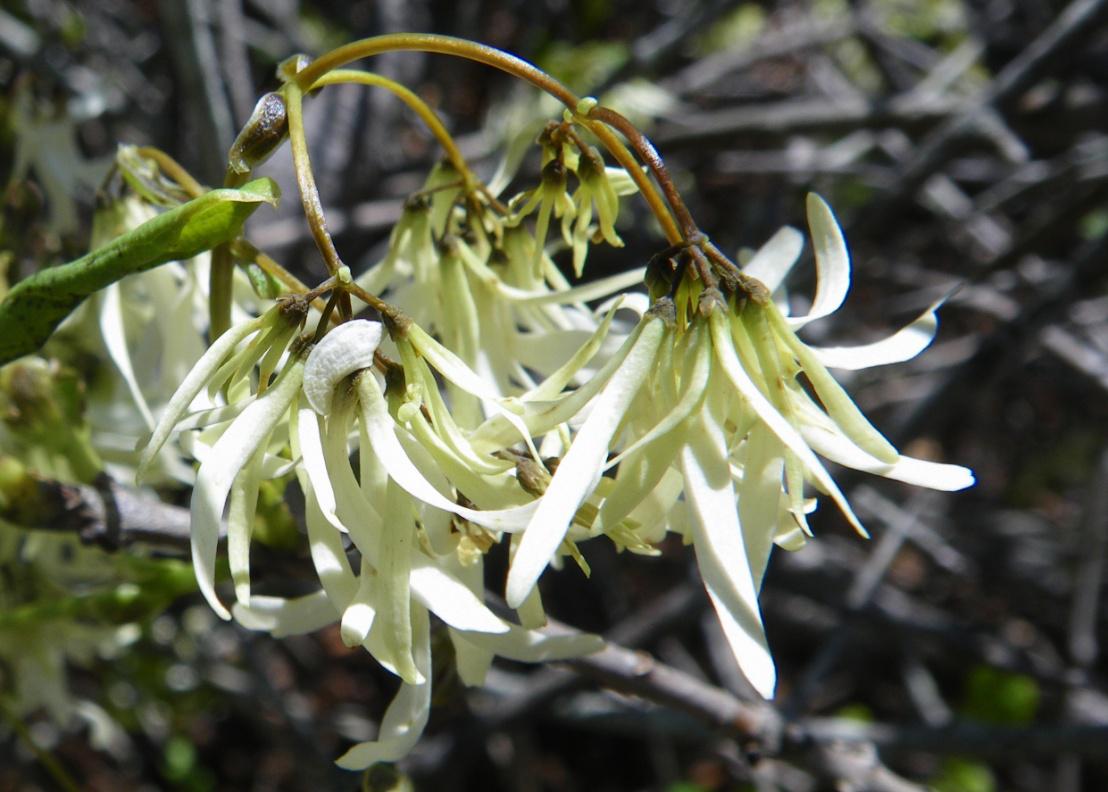 Chionanthus pygmaeus
