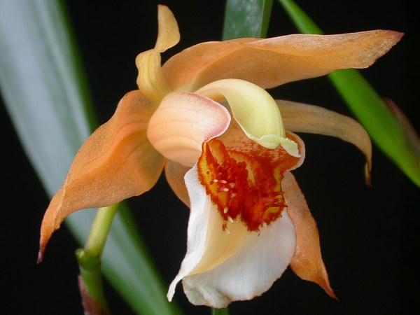 Coelogyne lawrenceana