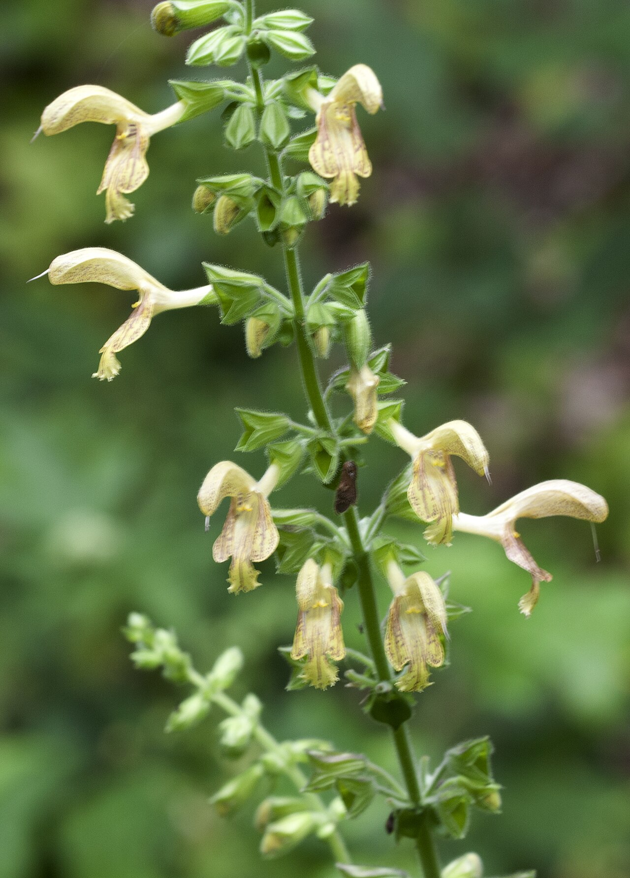 Salvia glutinosa