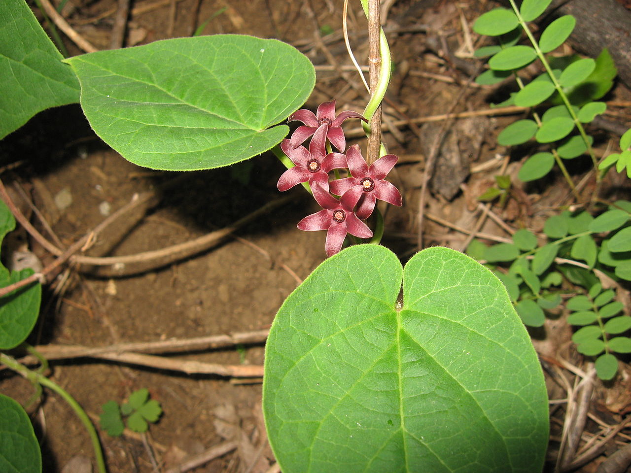 Matelea carolinensis