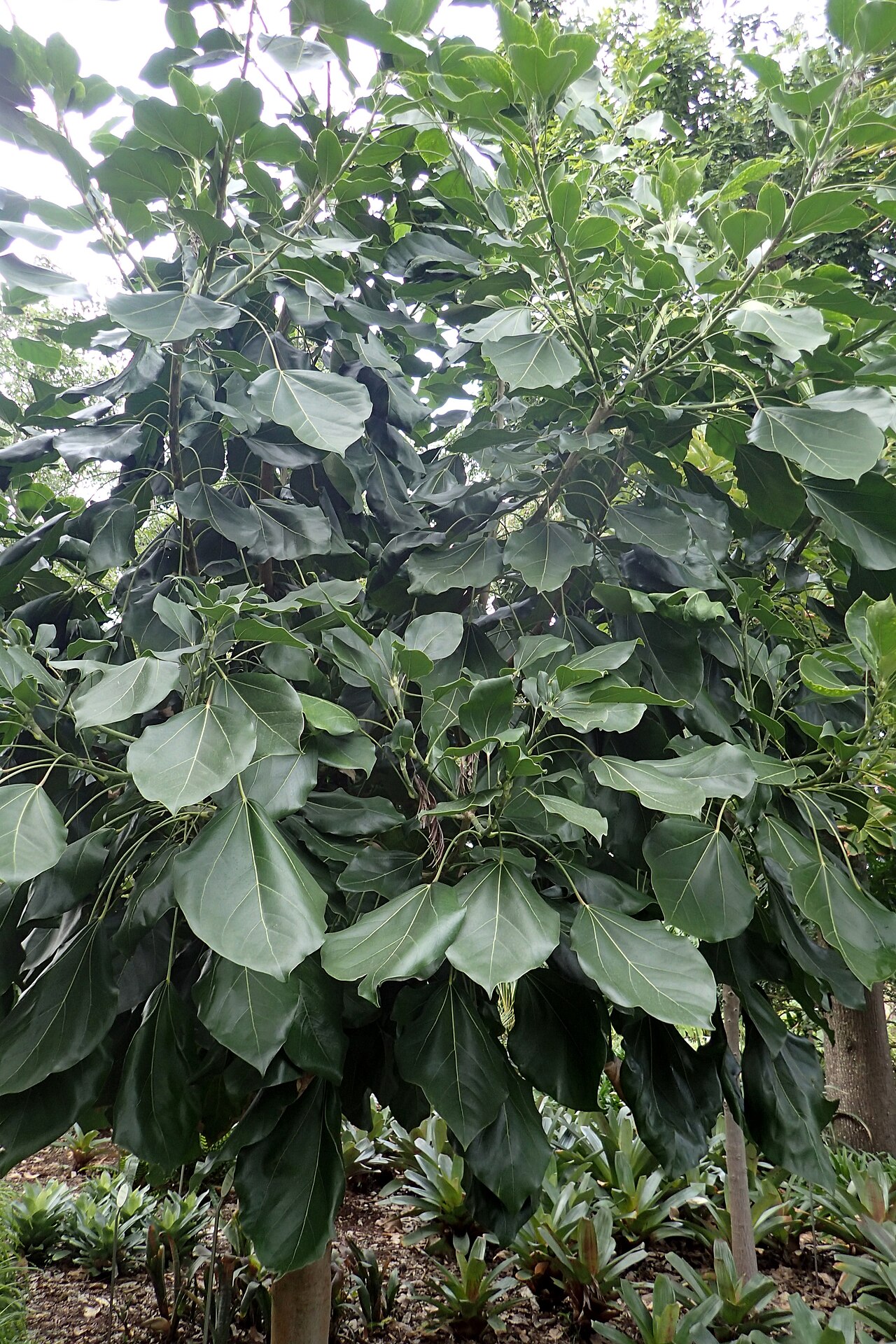 Oreopanax nymphaeifolius
