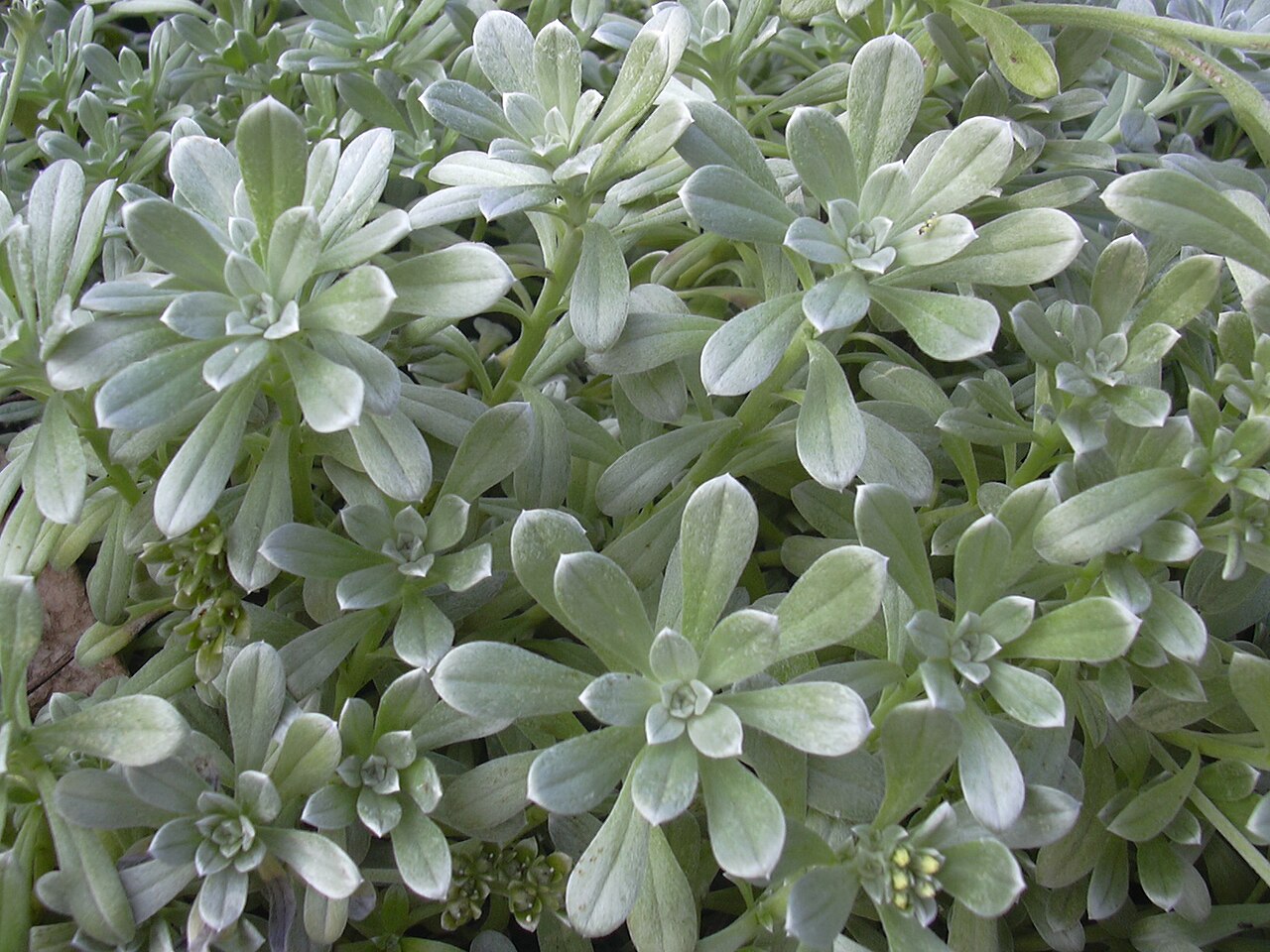 Heliotropium anomalum