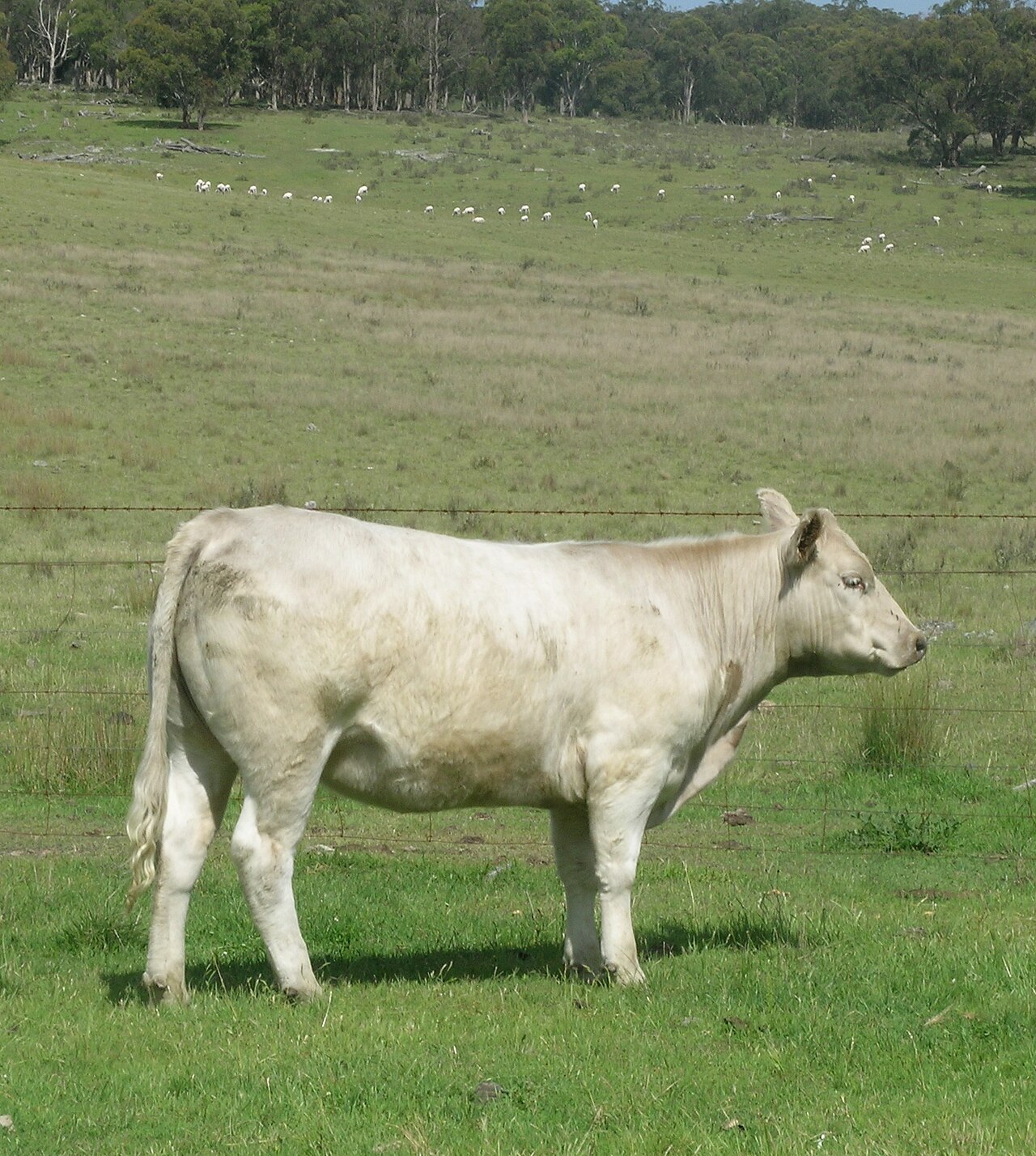 Murray Grey