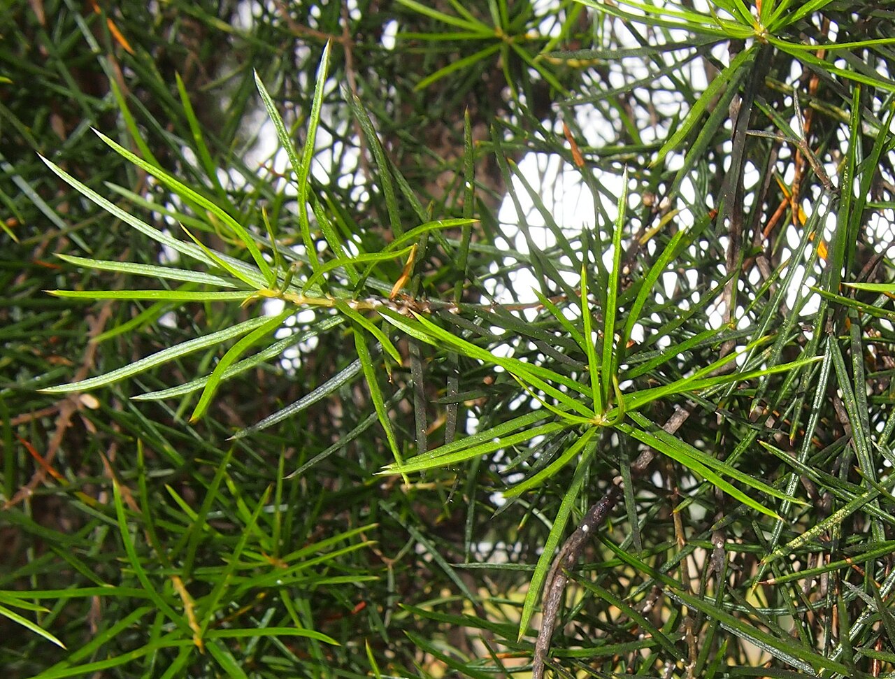 Lysicarpus angustifolius