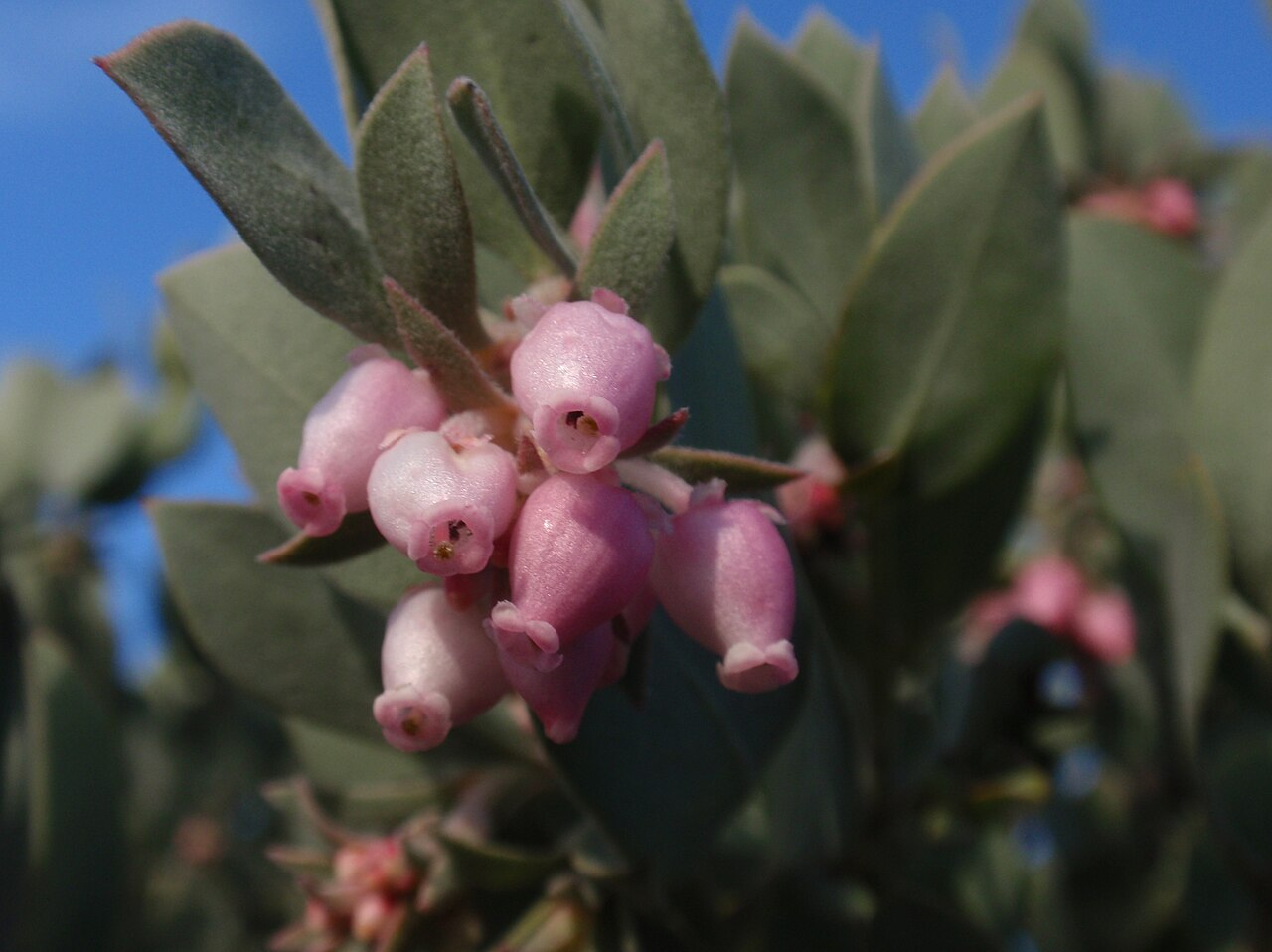 Arctostaphylos canescens