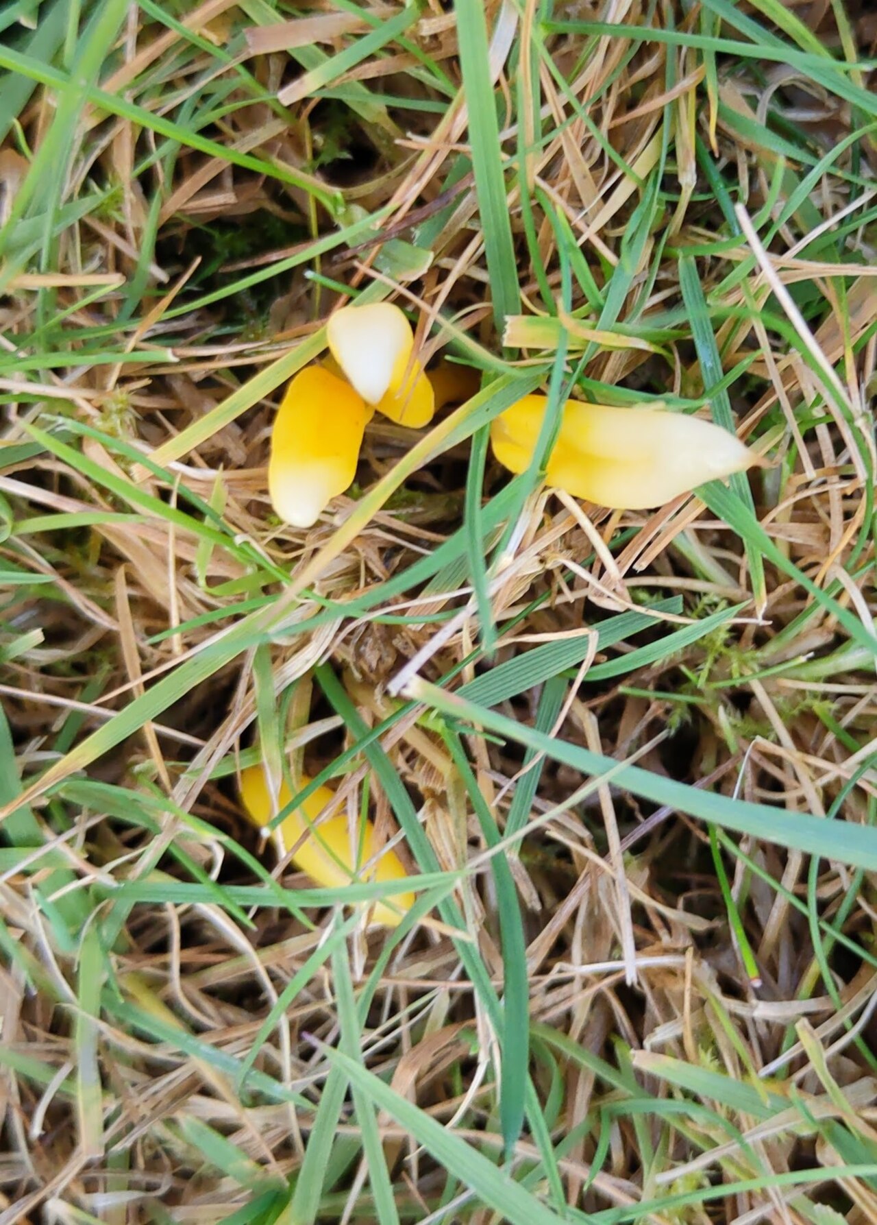 Clavulinopsis helvola