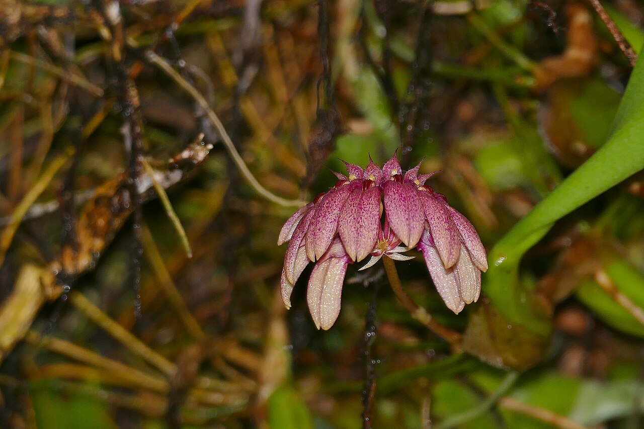 Bulbophyllum abbreviatum