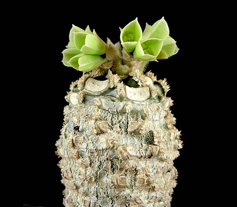 Euphorbia denisiana
