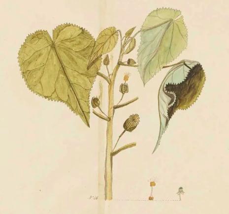 Abutilon julianae