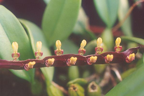 Bulbophyllum fuscatum