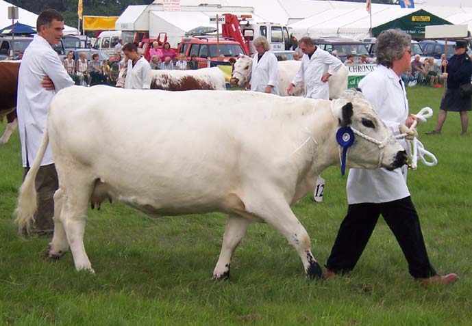 British White
