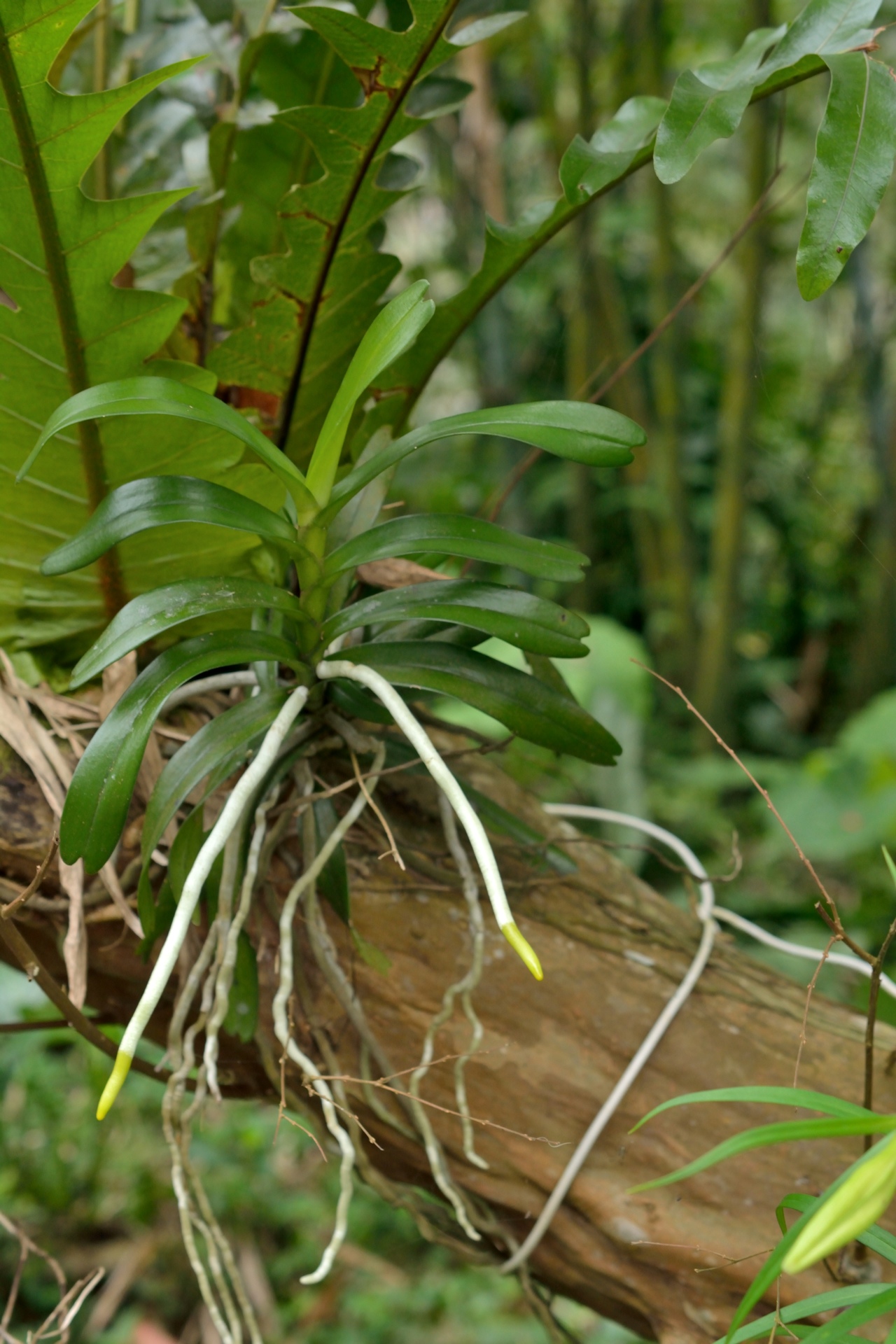Cleisostoma paniculatum