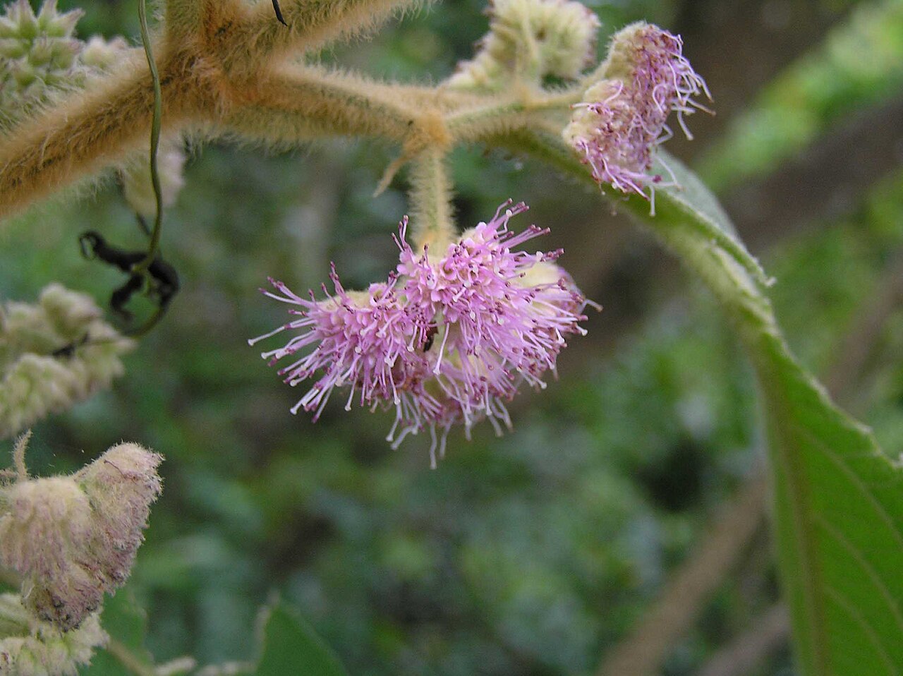 Callicarpa kochiana