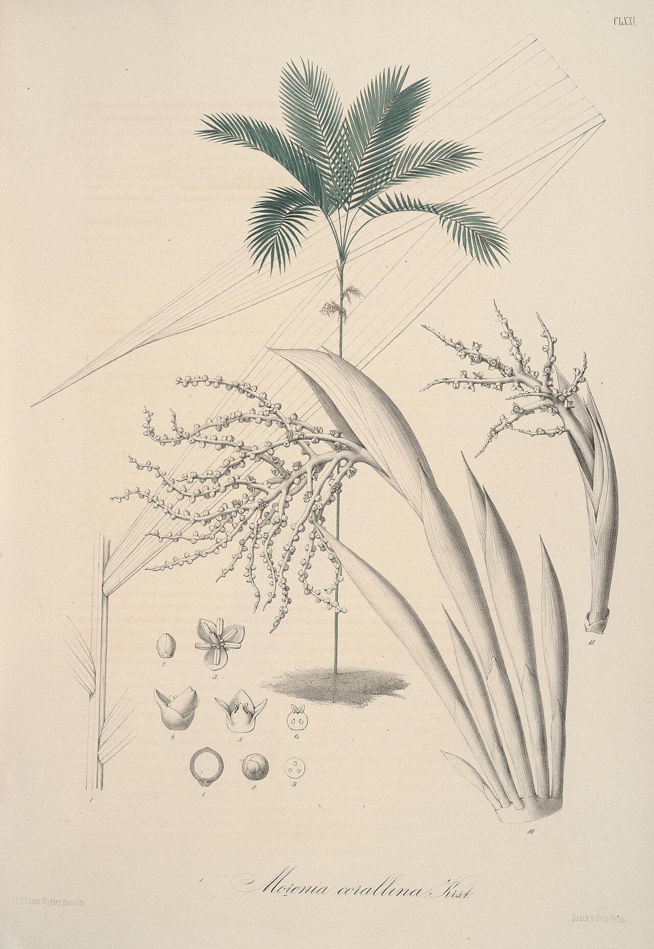 Chamaedorea linearis