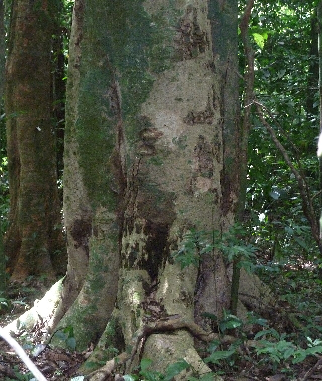 Abarema adenophora
