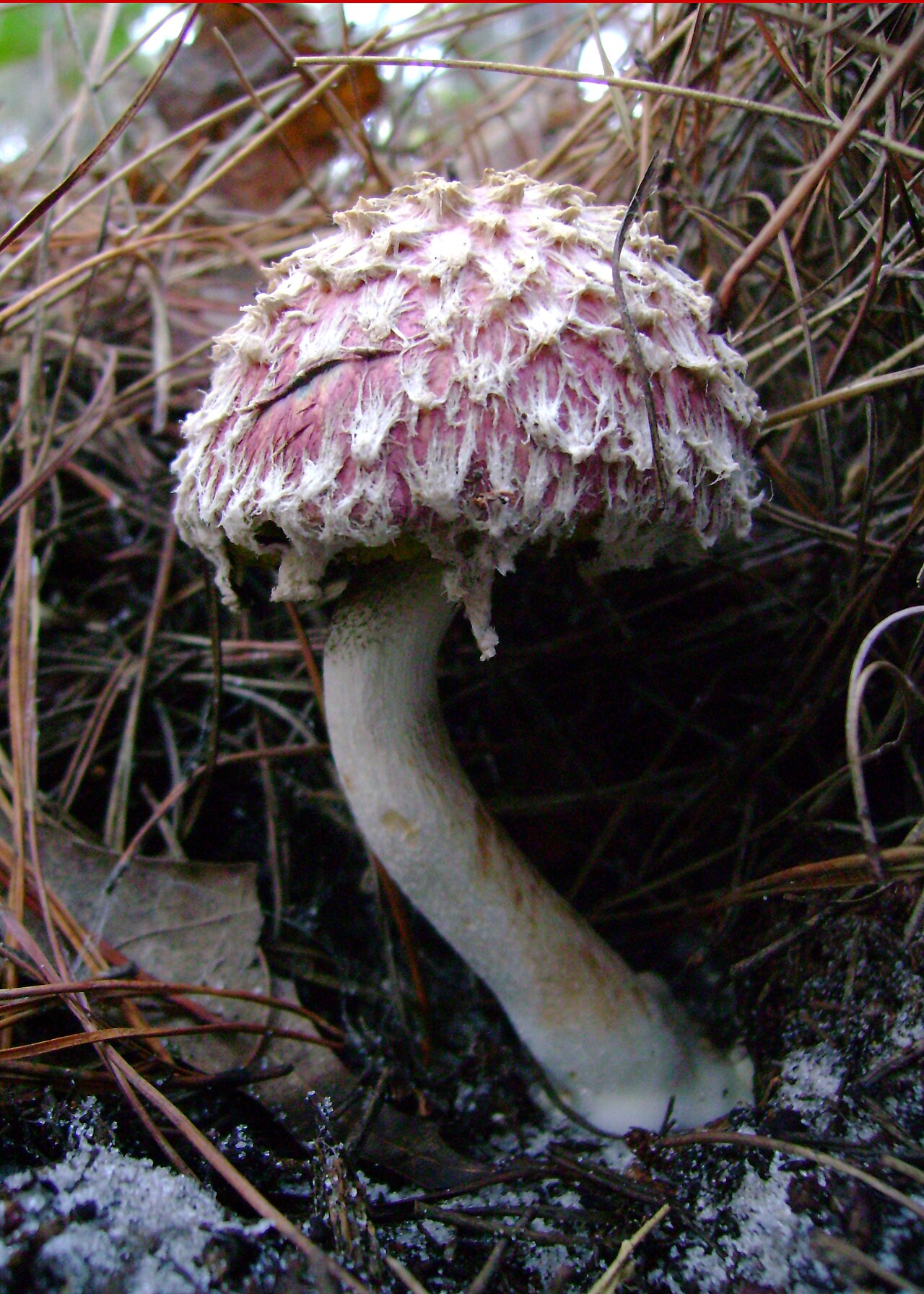 Pineapple bolete