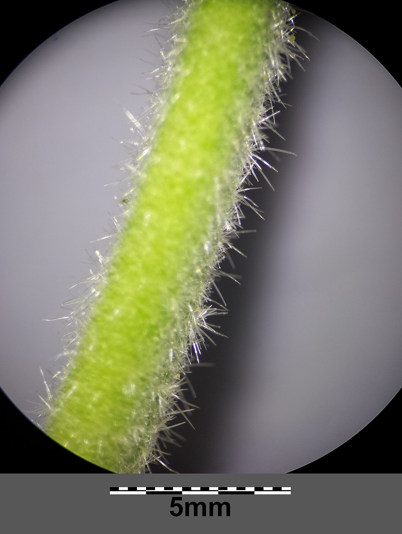 Alcea biennis