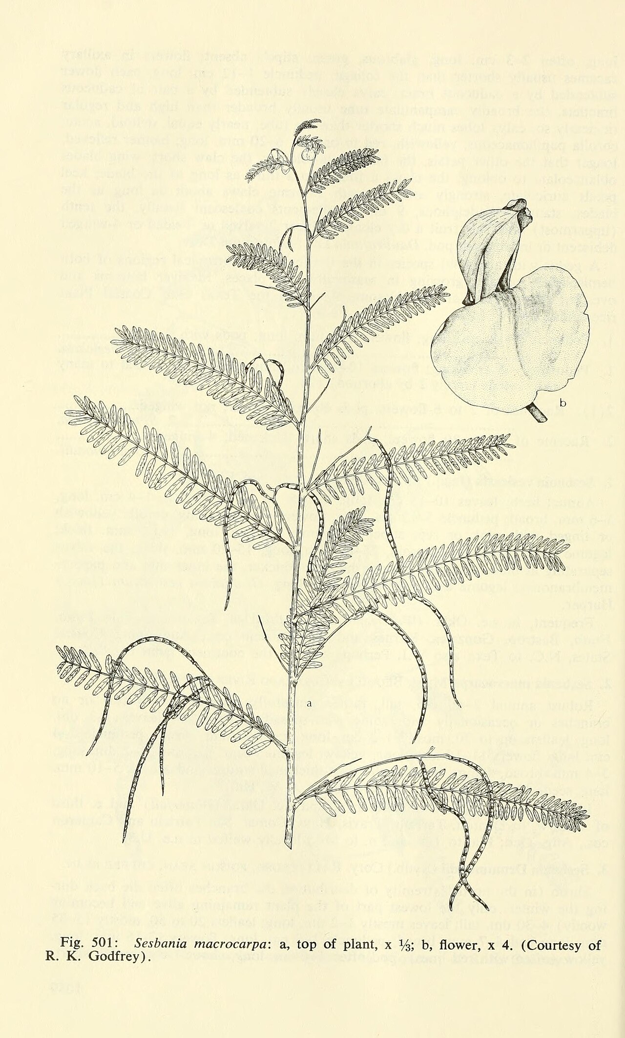 Sesbania macrocarpa